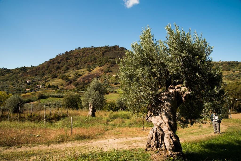 Agriturismo U' Casinu Da Scala Campora San Giovanni Eksteriør bilde